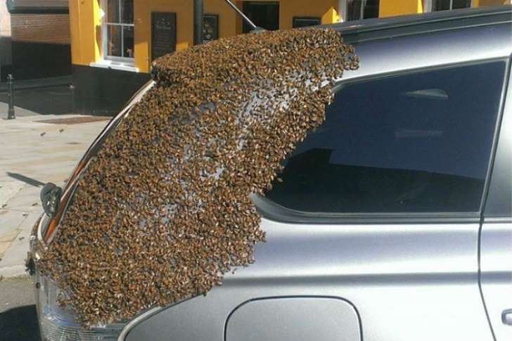 Abelhas ‘atacam’ carro para seguir rainha que ficou presa