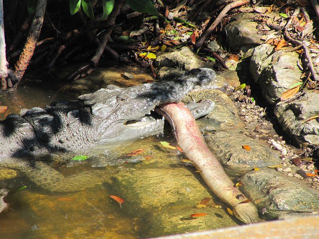 Crocodilo é avistado comendo um homem na Flórida