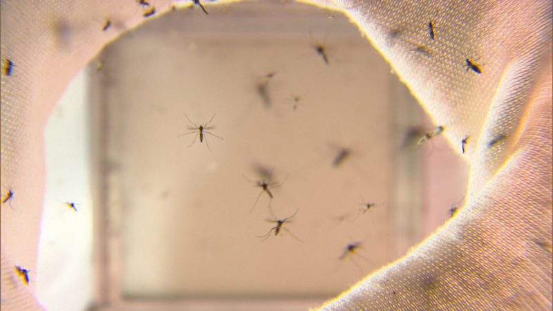 Com mais 39 casos confirmados da dengue, Paraná chega a 552 diagnósticos, aponta boletim