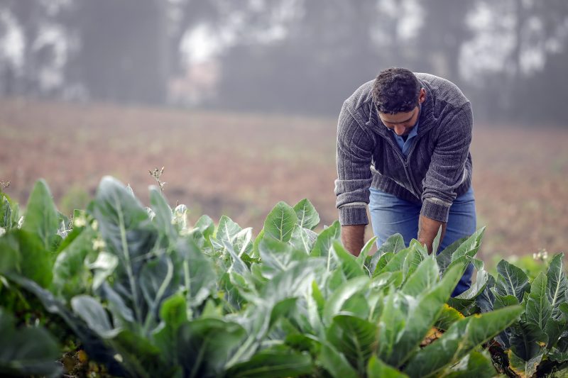 Araucária: Produtores rurais podem fazer o credenciamento para vender para a alimentação escolar