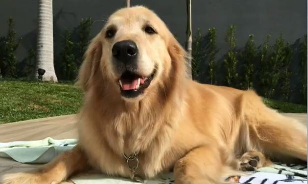 Cachorra morre ao levar choque em poste de parque de Ponta Grossa