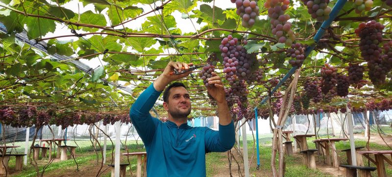 Ainda pequena em Araucária, produção de uva gera renda maior quando vinculada ao Turismo