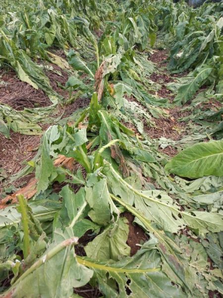 Chuva de granizo causa prejuízos de R$ 40 milhões a produtores de Tijucas do Sul