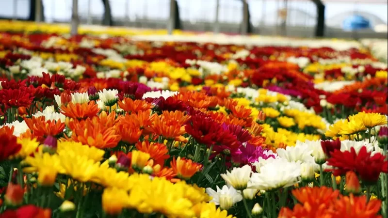 Flores de Holambra em Araucária! Garanta o presente de dia das mães e ajude uma ONG