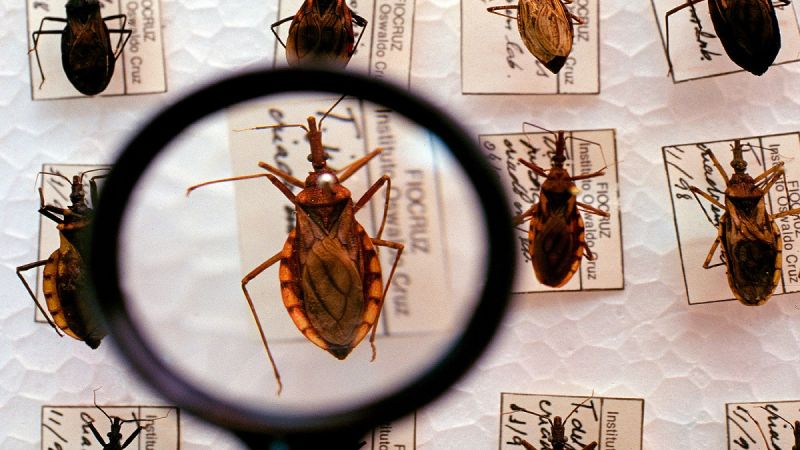 Cerca de 1,2 milhão brasileiros têm a doença de Chagas, mas 7 em cada 10 não sabem