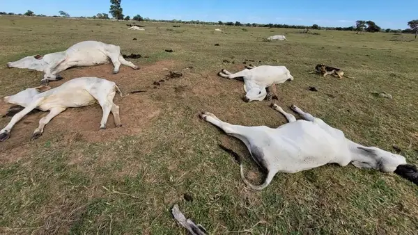 Frio mata mais de mil cabeças de gado no Mato Grosso do Sul