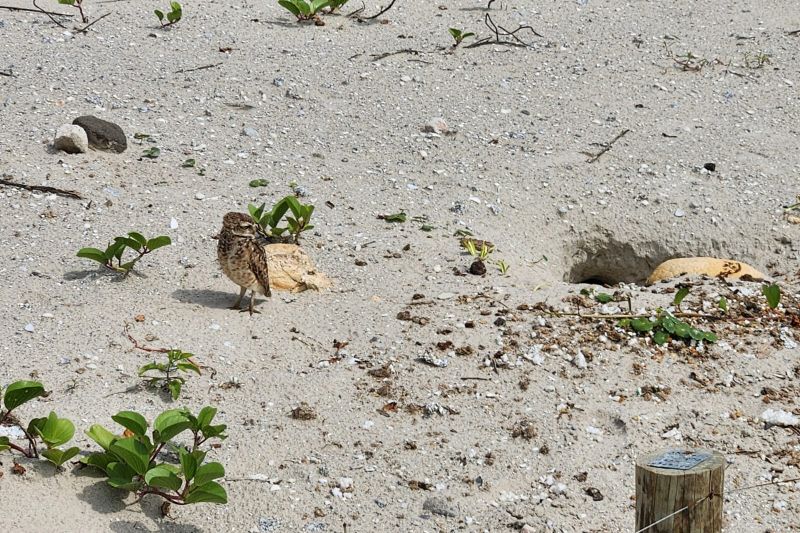 Com revitalização da orla, corujas e caranguejos renovam fauna de Matinhos