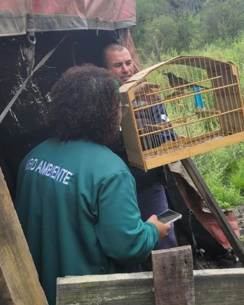 Operação desmantela rinha de galos em Fazenda Rio Grande