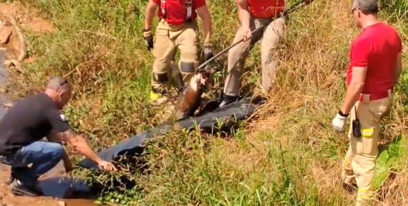 Cachorro foi resgatado da lama em FRG