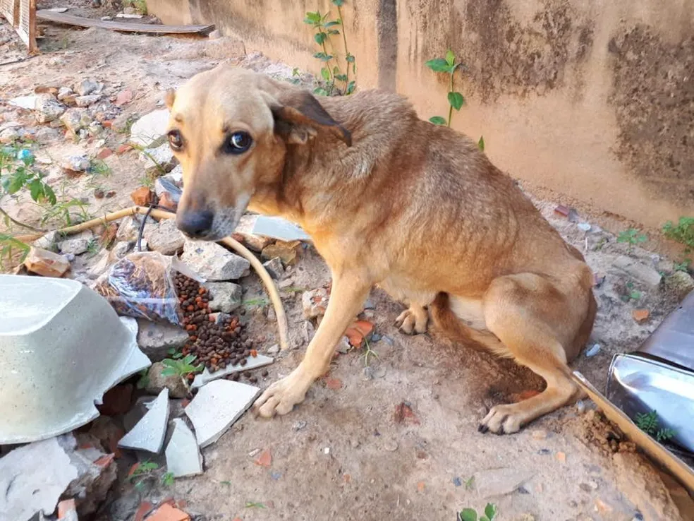 Abandono de animais é crime, alerta prefeitura de Araucária