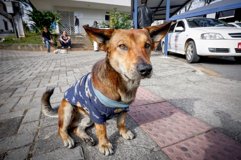 Próxima castração de pets de Araucária será no Capela Velha