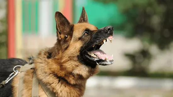 Trabalhador é atacado por cachorro em bairro de Fazenda Rio Grande