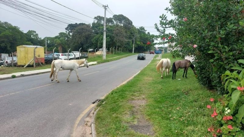 Animais de grande porte e o risco na zona urbana do município