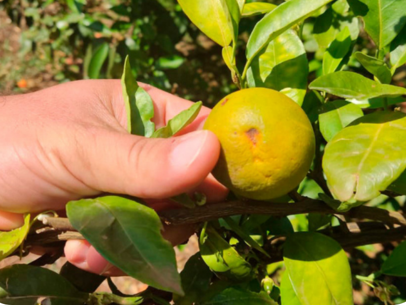 Em alerta, Paraná se une contra o greening